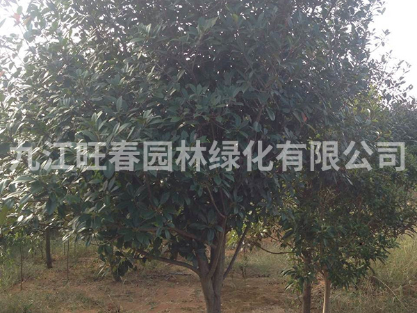 紅葉石楠